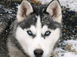 Алдияр Атай