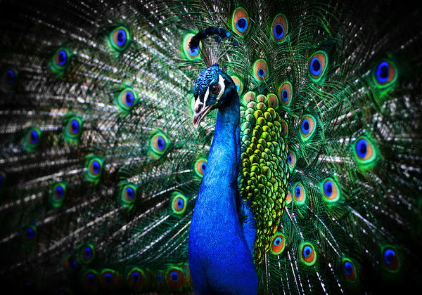 Наталья Валькова