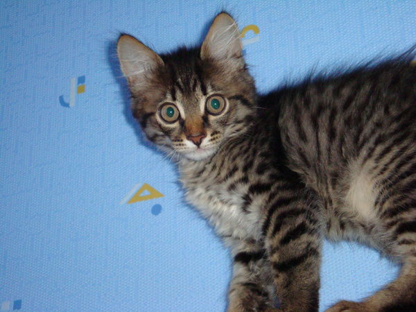 Шкловец Александр