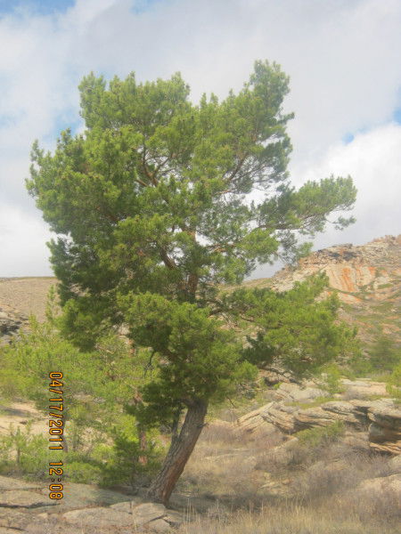 Ардак Орынбаева