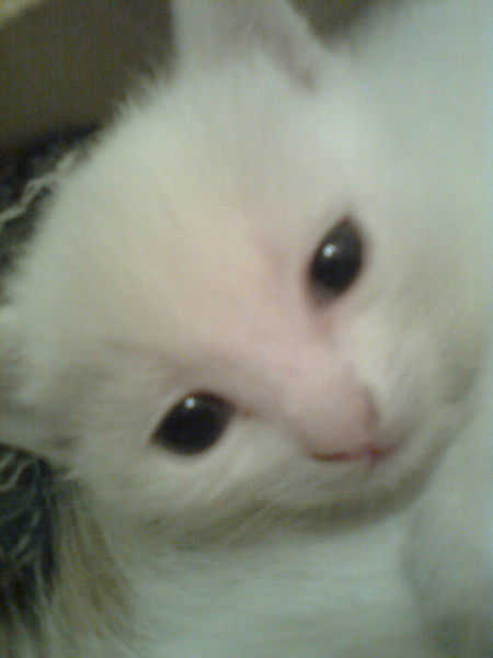 Ирина Тетенькина