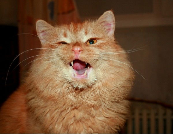 Виктор Полевой