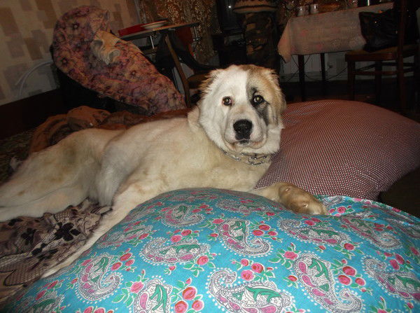 Александр Кузнецов