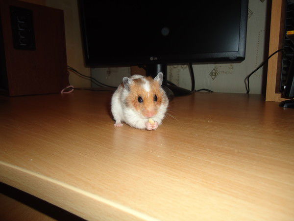 Изида Валишина