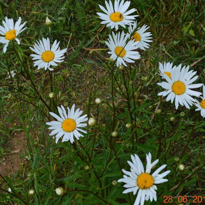 Аннэт Антонова