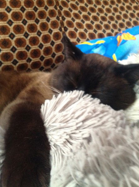 Елена Никитина