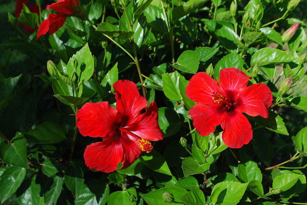 Наталия Ягодина