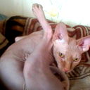 Елисей Red