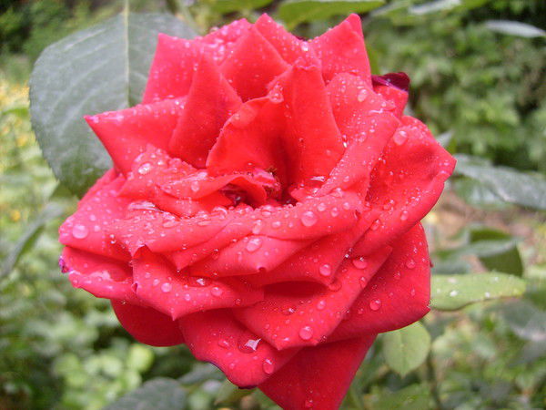 Рамиля Галаудинова