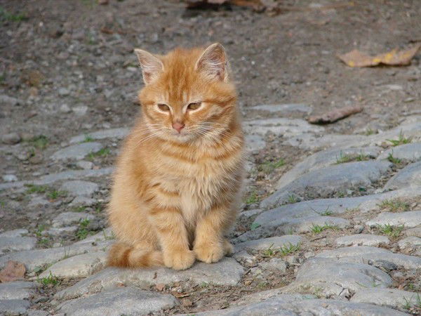 Тимофей Склярский