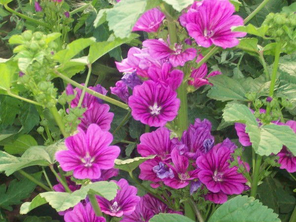 Эльмира Овчарова