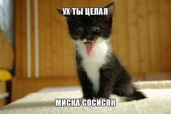 Андрей Соколов