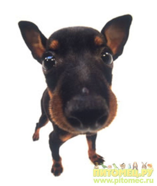 Алеша Гусев