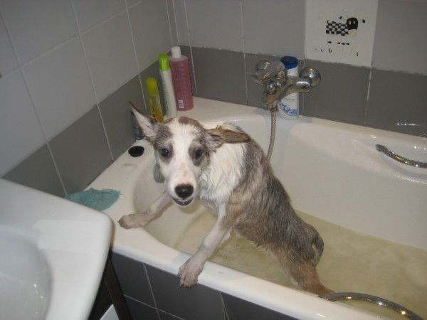 Гоша - Упячка