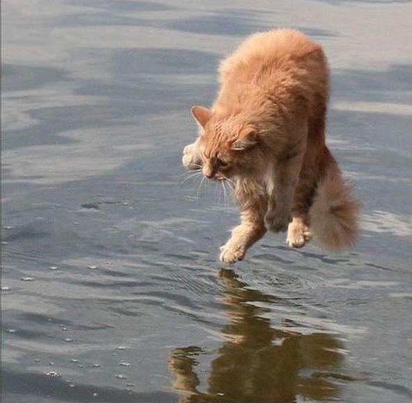 Даниленко Никита