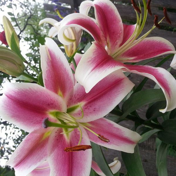 Анна Проворова