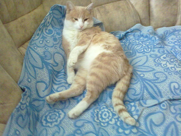 Любовь Лобастова