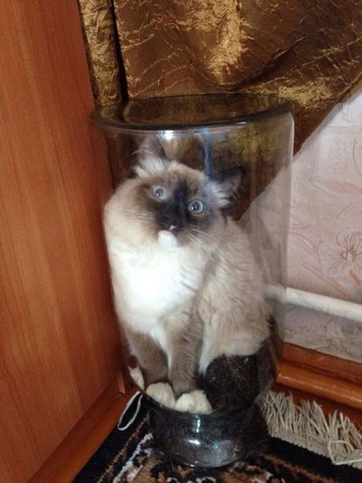 Алина Газизова