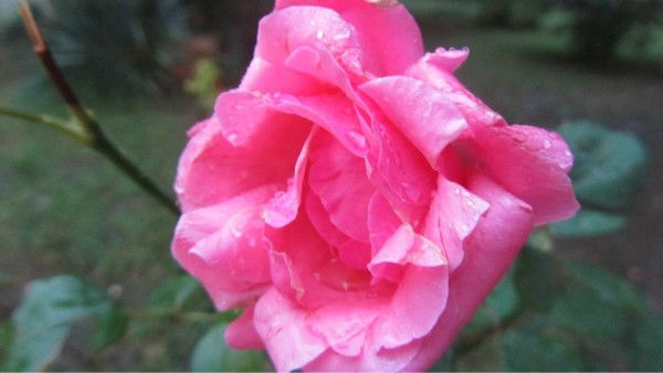 Катя Смирная