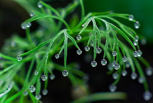 Елена Теплякова