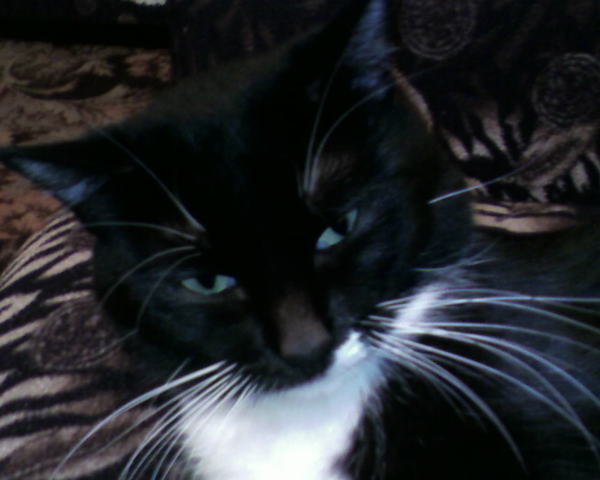 Лапотышкин Василий