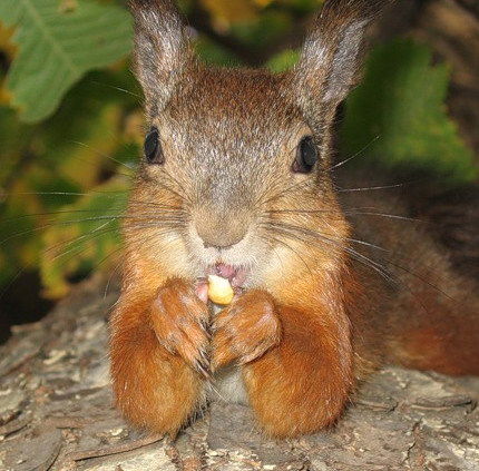 Ирина Бондаренкo