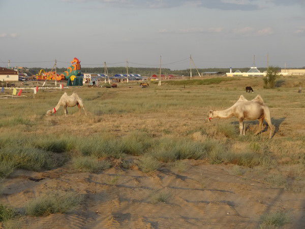 Елена Зубкова