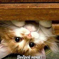 Светлана Ангелова