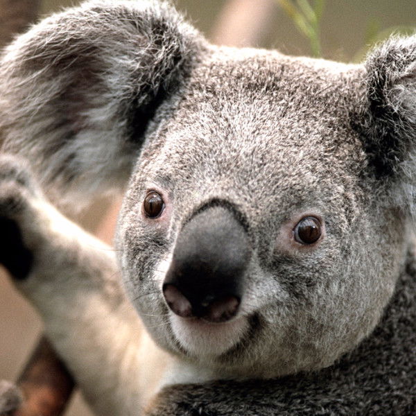 Program_Dkb2 @mail.ru