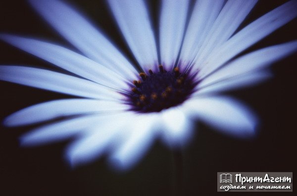 Оксана Горохова