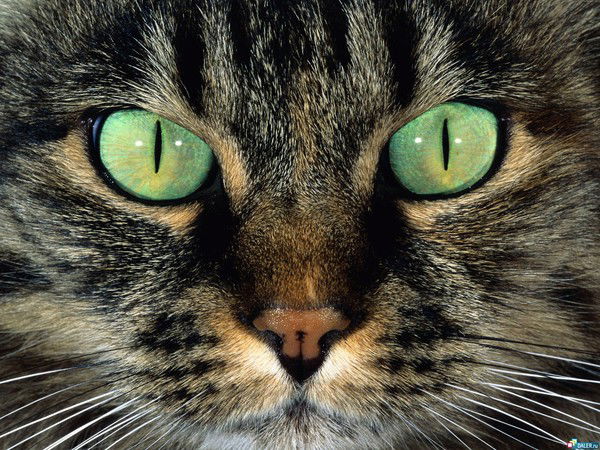 Cергей Кузнецов