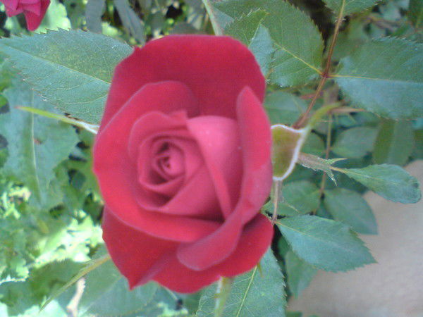 Елена Павловна Маурцева