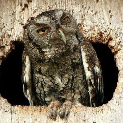 Максим Плюшин