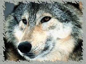 Рамиль Шарипов