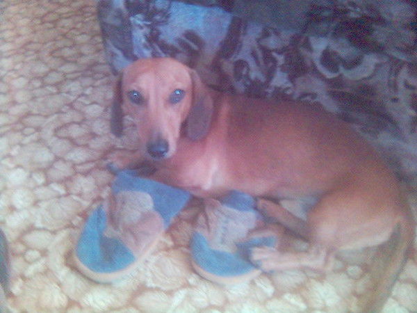 Константин Свириденко