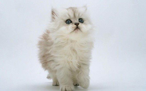 Вероника Шабакина