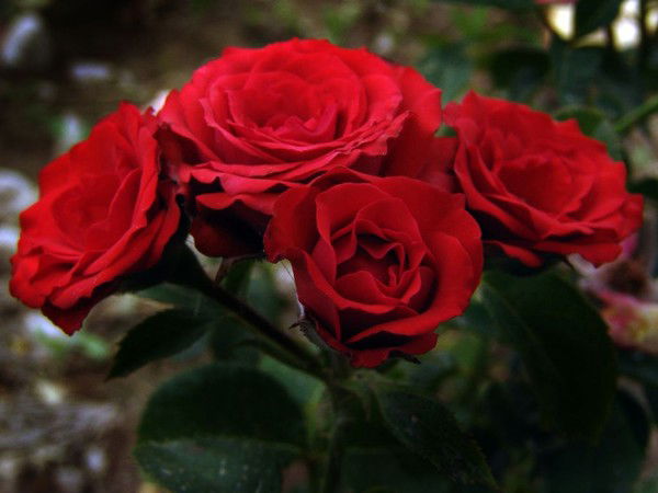 Наталья Окаевич