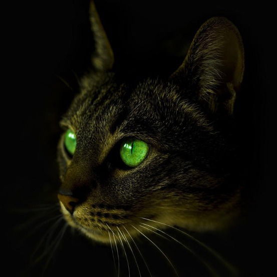 Юля Демьяненко