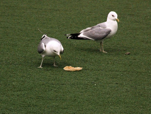 Евгений Викторович
