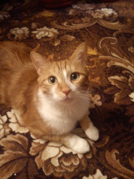 Владимир Савченко