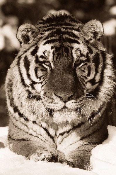 Леонид Солонцов