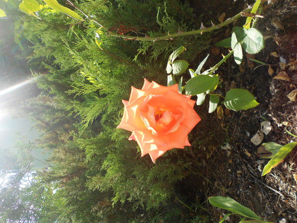 Елена Горпинич