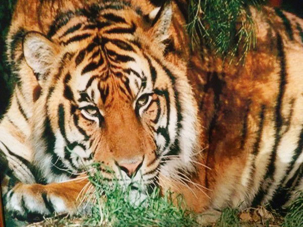 Алексей Еряшев