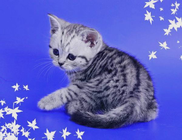 Алекс Руссо