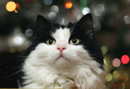 Анатолий Чирков