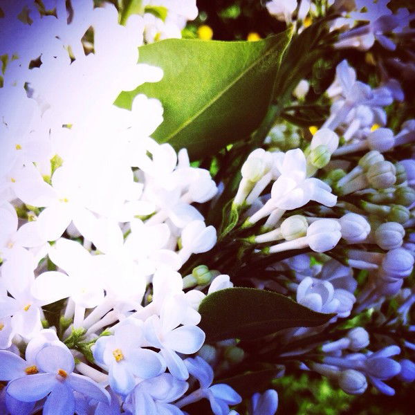 Светлана Митюхина