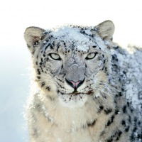 Вартан Асирян