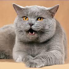 Василий Ступаченко