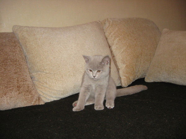 Юлия Акулина