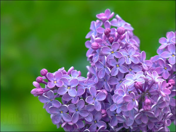 Гульнар Толжан